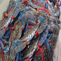 邵阳海鲜活体空运